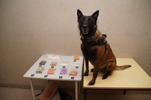 Psy służbowe w NOSG. Zatrzymano narkotyki o wartości prawie 30 mln zł