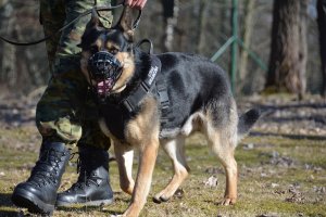Psy służbowe w NOSG. Zatrzymano narkotyki o wartości prawie 30 mln zł
