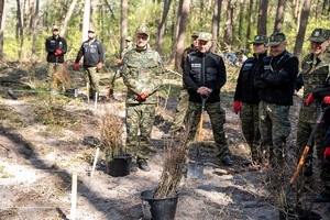Sadzenie buków w Lesie Borek