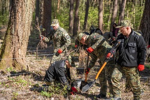 Sadzenie buków w Lesie Borek